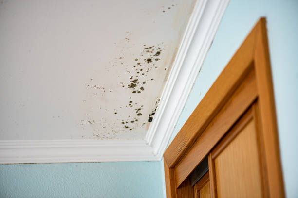 Professional Mold Removal in Sugar Grove, IL