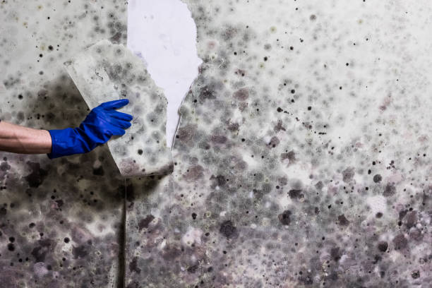 Best Mold Removal Company Near Me  in Sugar Grove, IL